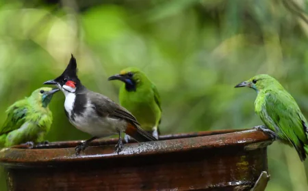 ജില്ലാ ടൂറിസത്തിന് ഒരു പൊന്‍തൂവല്‍ കൂടി; കിദൂര്‍ പക്ഷിഗ്രാമം യാഥാര്‍ഥ്യത്തിലേക്ക്