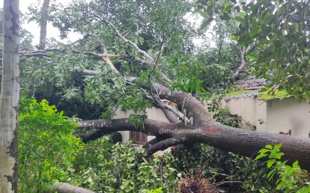 ಬಂಟ್ವಾಳದಲ್ಲಿ ಬಿರುಗಾಳಿ ಸಹಿತ ಮಳೆ : ಧರೆಗುರುಳಿದ ಮರಗಳು, ಮನೆಗಳಿಗೆ ವ್ಯಾಪಕ ಹಾನಿ
