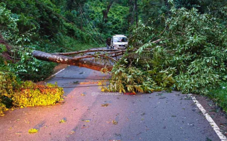 ಚಿಕ್ಕಮಗಳೂರಿನಲ್ಲಿ ಭಾರೀ ಮಳೆಗೆ ಧರೆಗುರುಳಿದ ಮರಗಳು: ರಸ್ತೆ ಸಂಪೂರ್ಣ ಬಂದ್​