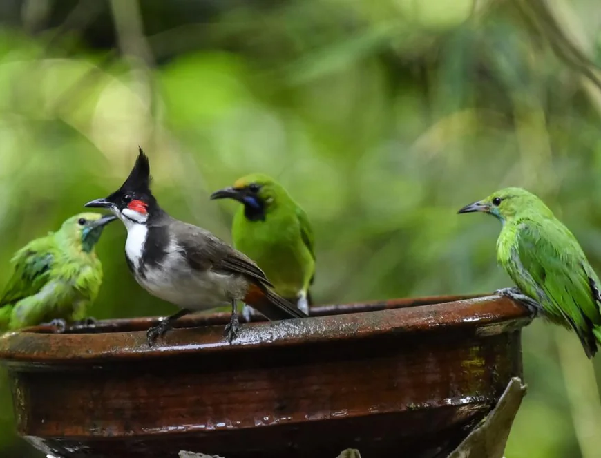 ജില്ലാ ടൂറിസത്തിന് ഒരു പൊന്‍തൂവല്‍ കൂടി; കിദൂര്‍ പക്ഷിഗ്രാമം യാഥാര്‍ഥ്യത്തിലേക്ക്