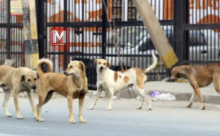 തെരുവ് നായ ആക്രമം രൂക്ഷം; മദ്രസയിലേയ്ക്ക് പോവുകയായിരുന്ന വിദ്യാര്‍ത്ഥിക്ക് കടിയേറ്റു