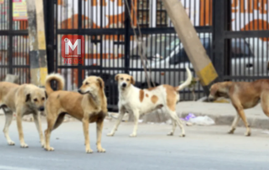 തെരുവ് നായ ആക്രമം രൂക്ഷം; മദ്രസയിലേയ്ക്ക് പോവുകയായിരുന്ന വിദ്യാര്‍ത്ഥിക്ക് കടിയേറ്റു