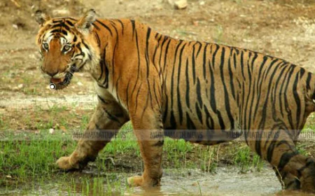 വീട്ടുമുറ്റത്ത് പട്ടാപ്പകല്‍ പുലി; രണ്ടു വയസുകാരന്‍ അത്ഭുതകരമായി രക്ഷപ്പെട്ടു