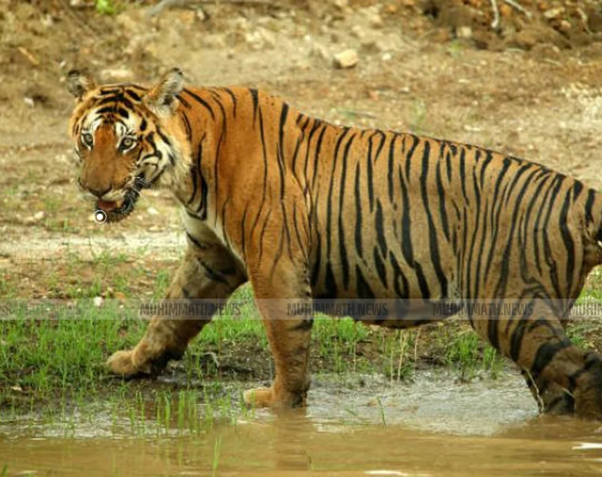 വീട്ടുമുറ്റത്ത് പട്ടാപ്പകല്‍ പുലി; രണ്ടു വയസുകാരന്‍ അത്ഭുതകരമായി രക്ഷപ്പെട്ടു