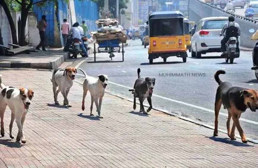 ഡൽഹി ജവഹർലാൽ നെഹ്റു സ്റ്റേഡിയത്തിൽ വിദേശ പരിശീലകരെ തെരുവ് നായകൾ ആക്രമിച്ചു
