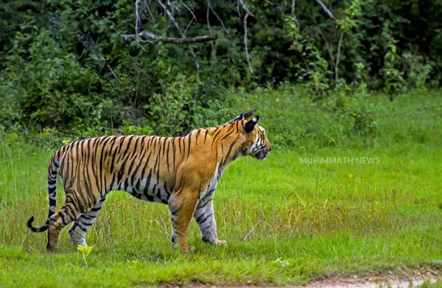 വീണ്ടും പുലി; ബന്തടുക്ക മാണിമൂല നിവാസികൾ ഭീതിയിൽ