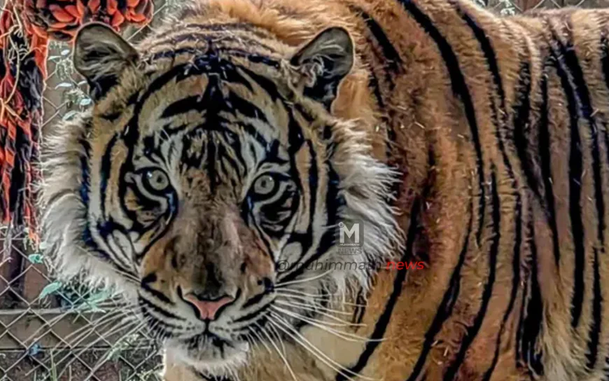 ಮೂವರನ್ನು ಬಲಿ ಪಡೆದ ಹುಲಿ ಕೊನೆಗು ಸೆರೆ : DNA ಪರೀಕ್ಷೆ ನಡೆಸಲು ಸಚಿವ ಈಶ್ವರ್ ಖಂಡ್ರೆ ಸೂಚನೆ