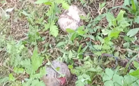 സ്ഥാനാർത്ഥിയുടെ വീടിനു മുന്നിൽ നാടൻ ബോംബ്; പൊലീസ് അന്വേഷണം ആരംഭിച്ചു