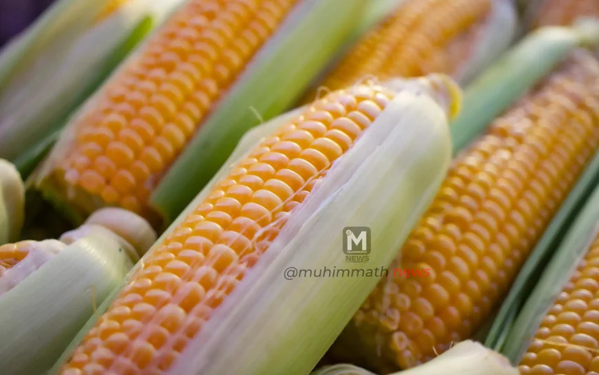 ಮೆಕ್ಕೆಜೋಳ' ಖರೀದಿಗೆ 2400 ರೂ. ನಿಗದಿ : ರಾಜ್ಯ ಸರ್ಕಾರದಿಂದ ಮಾರ್ಗಸೂಚಿ ಬಿಡುಗಡೆ.!