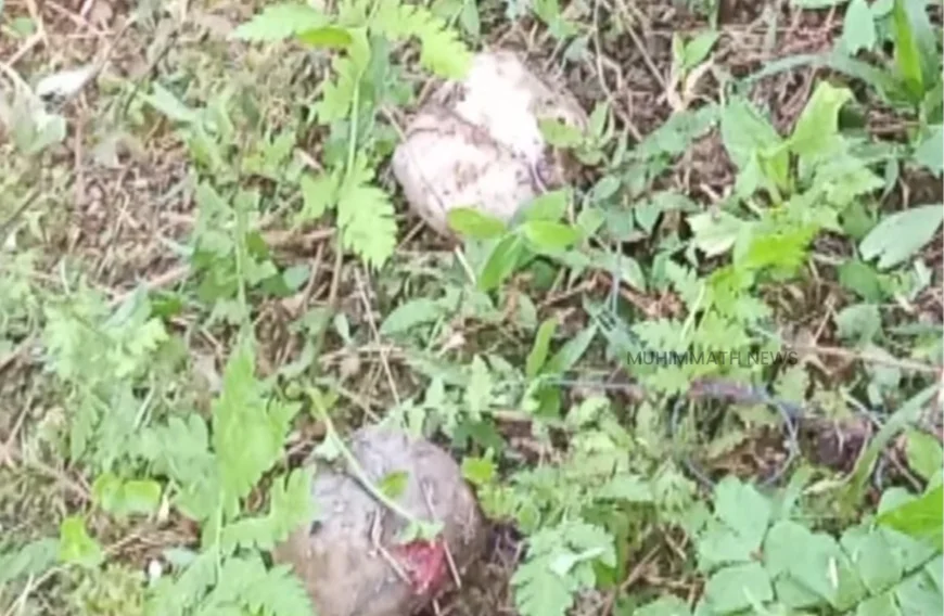 സ്ഥാനാർത്ഥിയുടെ വീടിനു മുന്നിൽ നാടൻ ബോംബ്; പൊലീസ് അന്വേഷണം ആരംഭിച്ചു