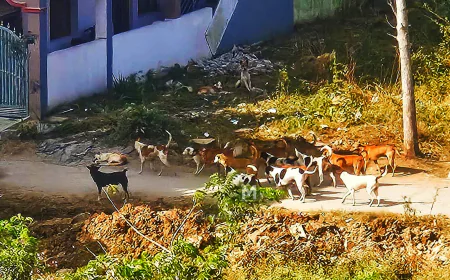 ಮಾಗಡಿ: ಆಟವಾಡುತ್ತಿದ್ದ ಮಗು ಮೇಲೆ ಬೀದಿನಾಯಿ ದಾಳಿ