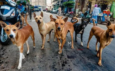 ತೆಲಂಗಾಣದಲ್ಲಿ ಸುಮಾರು 500 ಬೀದಿ ನಾಯಿಗಳಿಗೆ ವಿಷವಿಕ್ಕಿ ಹತ್ಯೆ: 15 ಮಂದಿಯ ವಿರುದ್ಧ ಕ್ರಮ