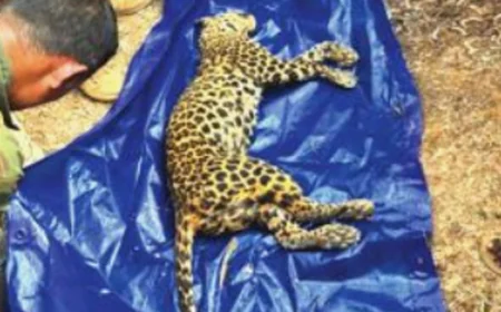 വീട്ടുപ്പറമ്പിലെ കിണറ്റിൽ പുലിയുടെ ജഡം; ഭീതിയിലായി നാട്ടുകാർ 