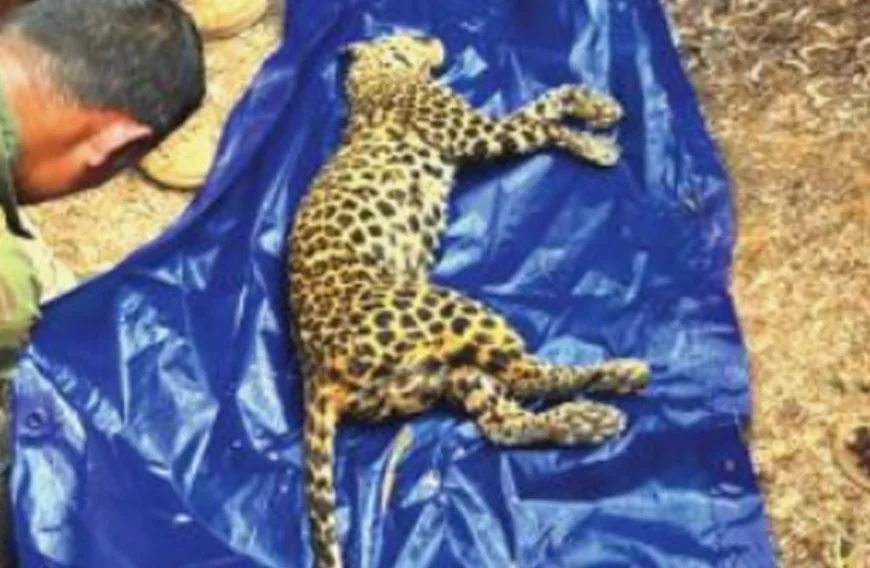 വീട്ടുപ്പറമ്പിലെ കിണറ്റിൽ പുലിയുടെ ജഡം; ഭീതിയിലായി നാട്ടുകാർ 