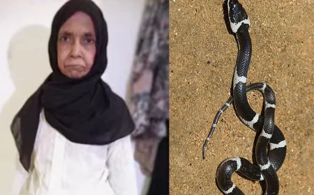 സംസ്ഥാനത്ത് വീണ്ടും പാമ്പുകടി മരണം; ചികിത്സയിലിക്കെ കണ്ണൂർ സ്വദേശിനി മരിച്ചു