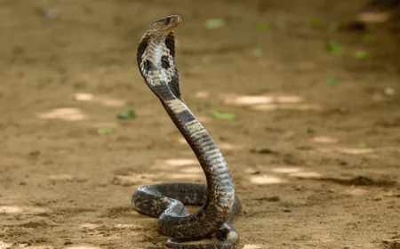 കാസർഗോഡിൽ നാലരവയസ്സുകാരിക്ക് മൂർഖൻ പാമ്പിന്റെ കടിയേറ്റു; നില ഗുരുതരം