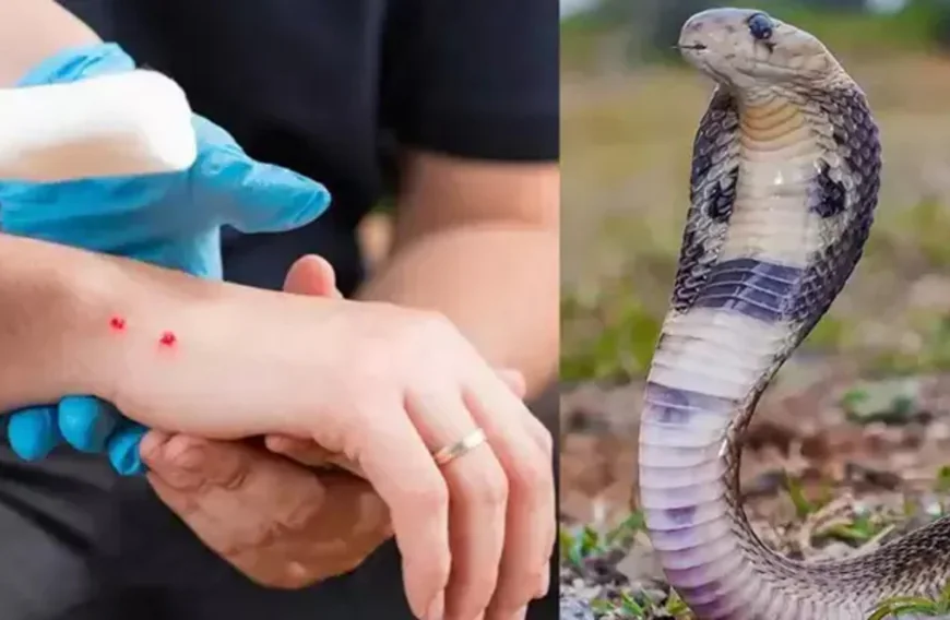 ചൂട് കൂടിയതോടെ പാമ്പുകടി സംഭവങ്ങളും വർധിക്കുന്നു; ഒരു വര്‍ഷത്തിനിടെ ജീവൻ നഷ്ടമായത് 19 പേര്‍ക്ക്