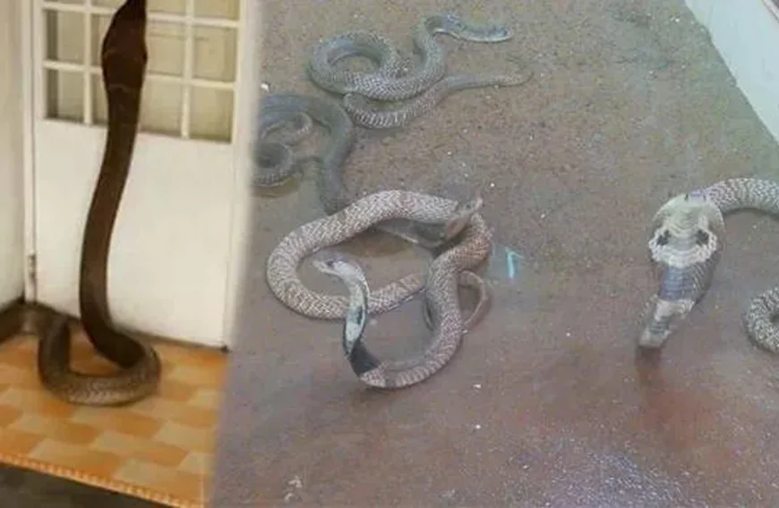 പാമ്പ് ഭീതിയൊഴിയാതെ നാട്; ഇന്നും നിരവധി പേർക്ക് കടിയേറ്റു