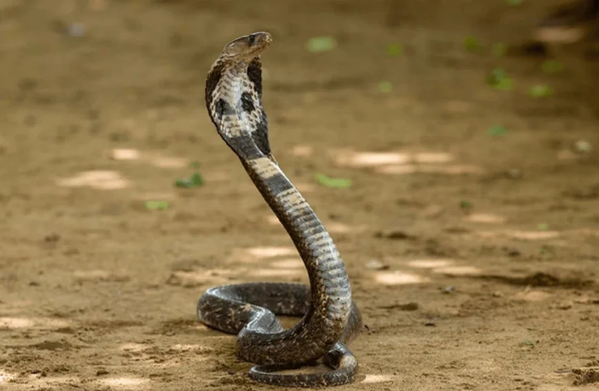 കാസർഗോഡിൽ നാലരവയസ്സുകാരിക്ക് മൂർഖൻ പാമ്പിന്റെ കടിയേറ്റു; നില ഗുരുതരം