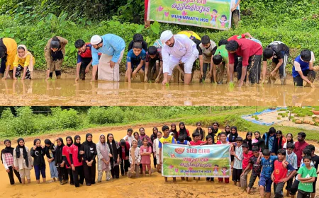 'ചെളിപ്പച്ചയും കുട്ടിപ്പടയും' മുഹിമ്മാത്ത് ഹയർ സെക്കണ്ടറി സ്കൂൾ നെല്‍വയല്‍ യാത്ര ശ്രദ്ധേയമായി 