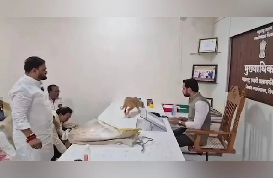 രൂക്ഷമായ തെരുവുനായ ശല്യം; പഞ്ചായത്ത് ഓഫീസിനുള്ളിൽ നായകളെ തുറന്നുവിട്ട് പ്രതിഷേധം 